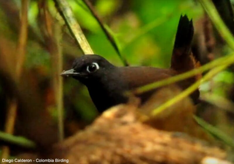 Proposition de reconnaissance d’une nouvelle espèce d’oiseau en Amérique du Sud, le Tétéma à capuchon noir