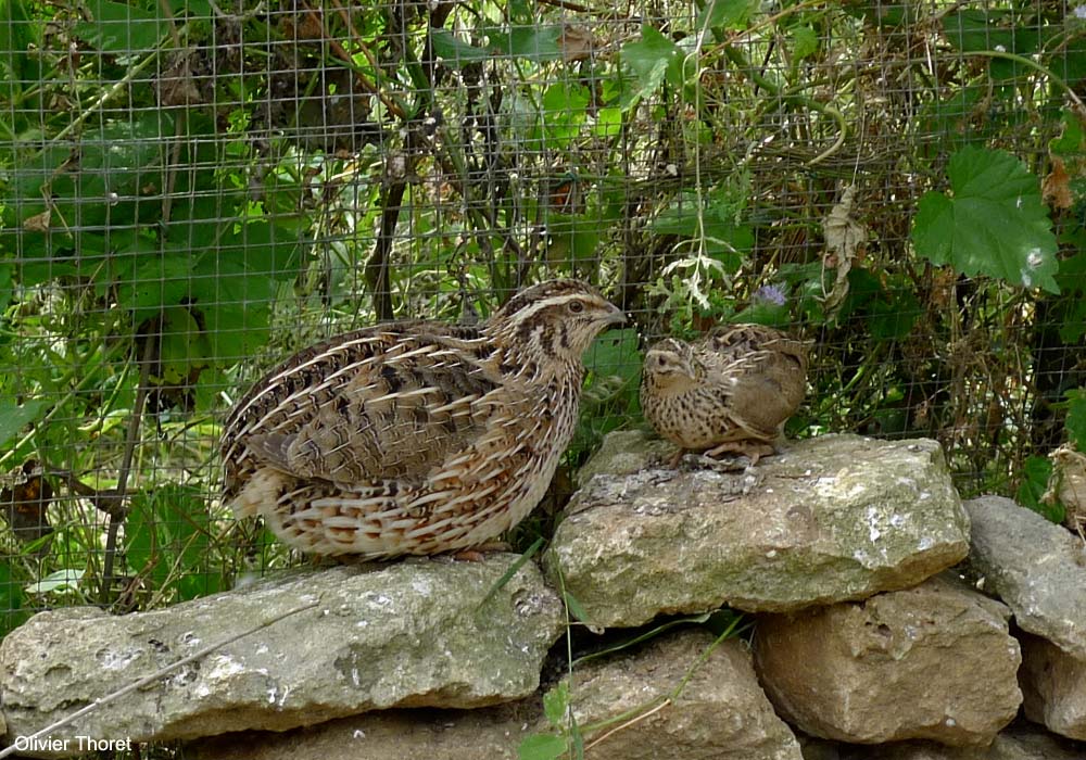 Caille du Japon (Coturnix japonica) domestique à gauche (forme particulièrement grosse) et Caille des blés (C.coturnix)
