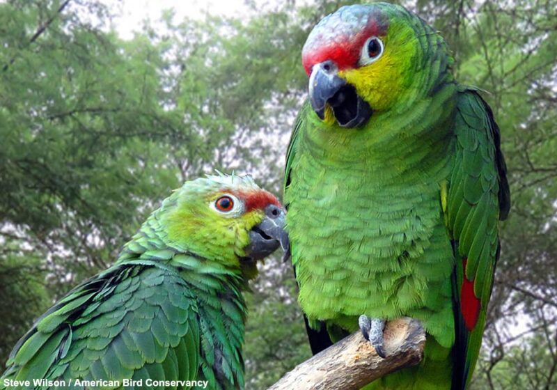 Des comptages récents semblent confirmer que la taille de la population de l’Amazone lilacée dans la nature est sous-estimée