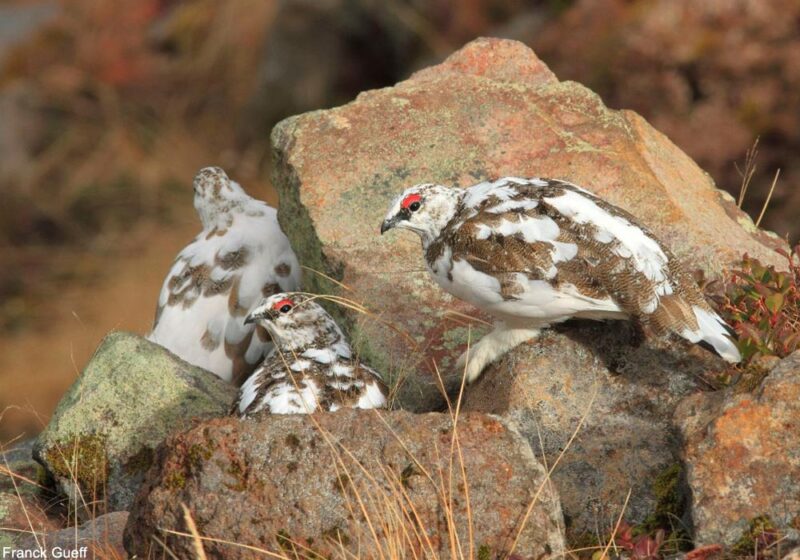 Des nouvelles encourageantes pour la restauration de la population de la rare sous-espèce japonaise du Lagopède alpin