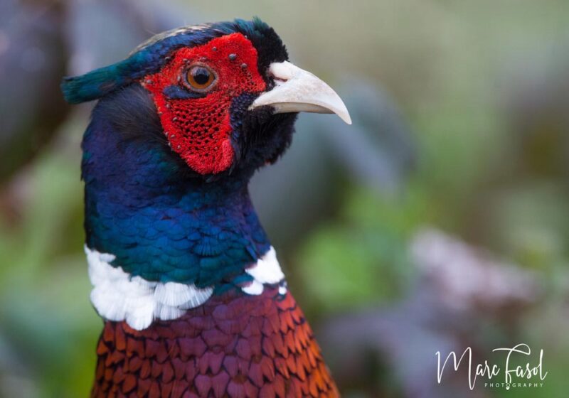 Les lâchers massifs de Faisans de Colchide contribueraient à la propagation des bactéries responsables de la maladie de Lyme