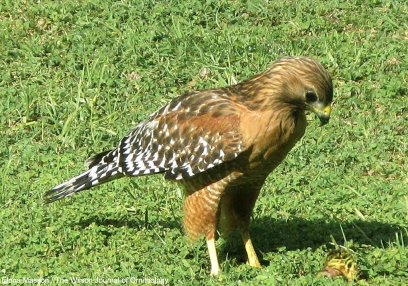 Observations remarquables de Buses à épaulettes consommant des avocats en Californie (États-Unis)