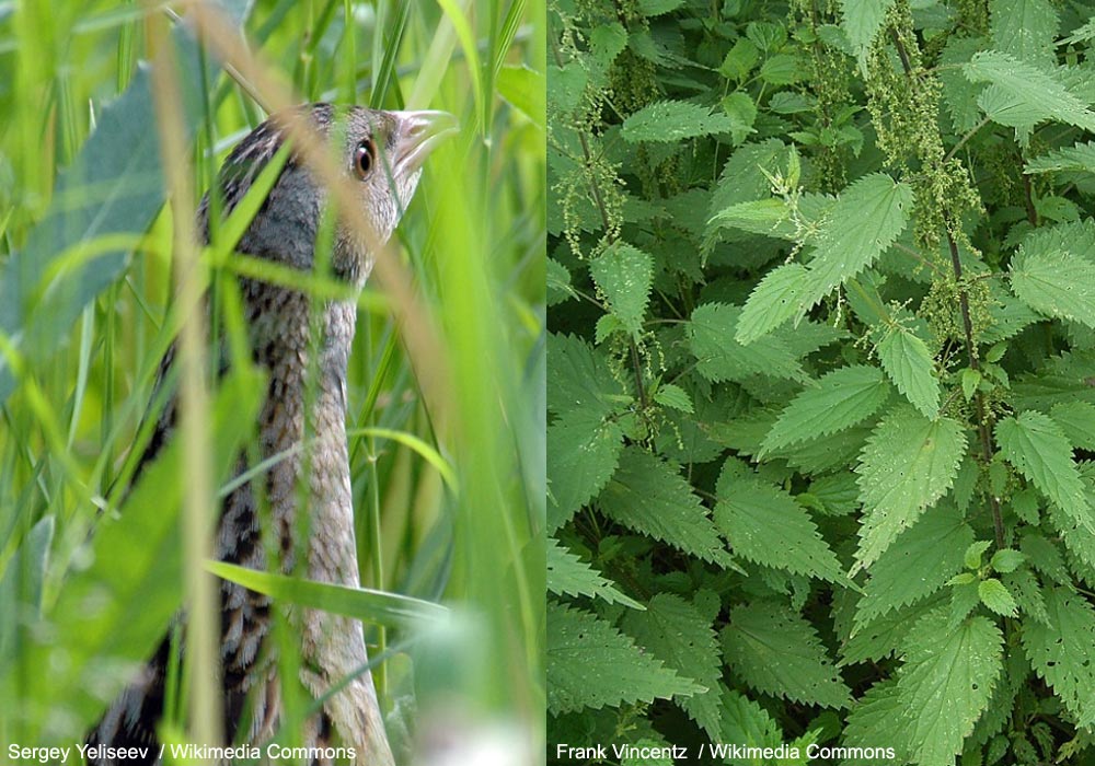 Râle des genêts (Crex crex) mâle chanteur et Grandes Orties (Urtica dioica)