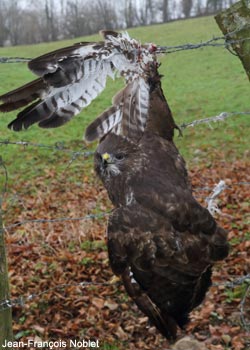 Buse variable (Buteo buteo) piégée et blessée à cause des fils barbelés