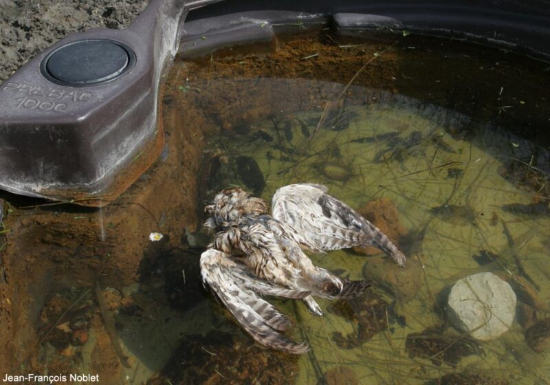 Jean-François Noblet (association Le Pic vert) nous explique comment neutraliser les pièges mortels pour les oiseaux (et les autres animaux)