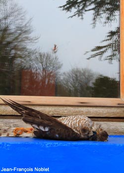 Épervier d'Europe (Accipiter nisus) mort après avoir heurté une vitre