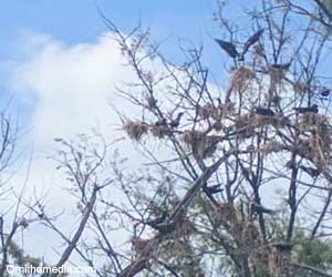Noddis bruns (Anous stolidus) nicheurs