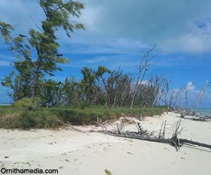 Filaos à feuilles de prêle (Casuarina equisetifolia) sur l'île aux Sables, au large de Rodrigues