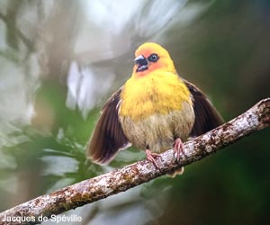 Foudi de Rodrigues (Foudia flavicans) mâle