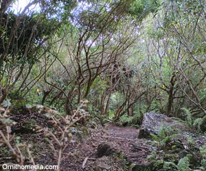 Forêt humide sur sol basaltique dans la réserve naturelle de Grande Montagne, sur l'île Rodrigues (Maurice)