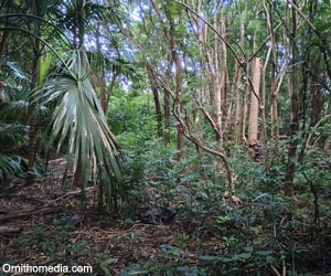 Forêt humide primaire dans la réserve naturelle de Grande Montagne 