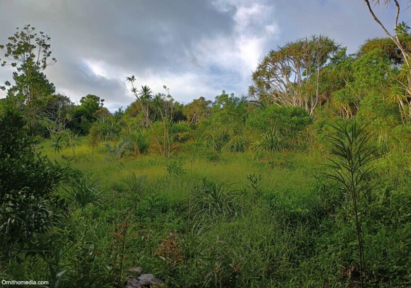 Observer les oiseaux sur Rodrigues (Maurice), la « Cendrillon » des îles Mascareignes