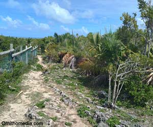 Végétation indigène poussant sur sol calcaire dans la réserve François Leguat, sur l'île Rodrigues (Maurice)