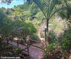 Forêt poussant sur sol calcaire dans la réserve François Leguat, sur l'île Rodrigues (Maurice)
