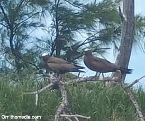 Noddis bruns (Anous stolidus)