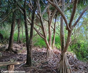 Forêt humide primaire dans la réserve naturelle de Grande Montagne, sur l'île Rodrigues (Maurice)