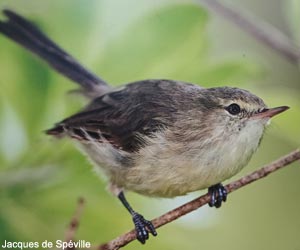 Rousserolle de Rodrigues (Acrocephalus rodericanus)