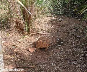 Tortue à soc (Astrochelys yniphora)