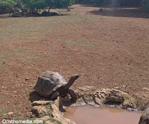 Tortues géantes des Seychelles (Aldabrachelys gigantea)