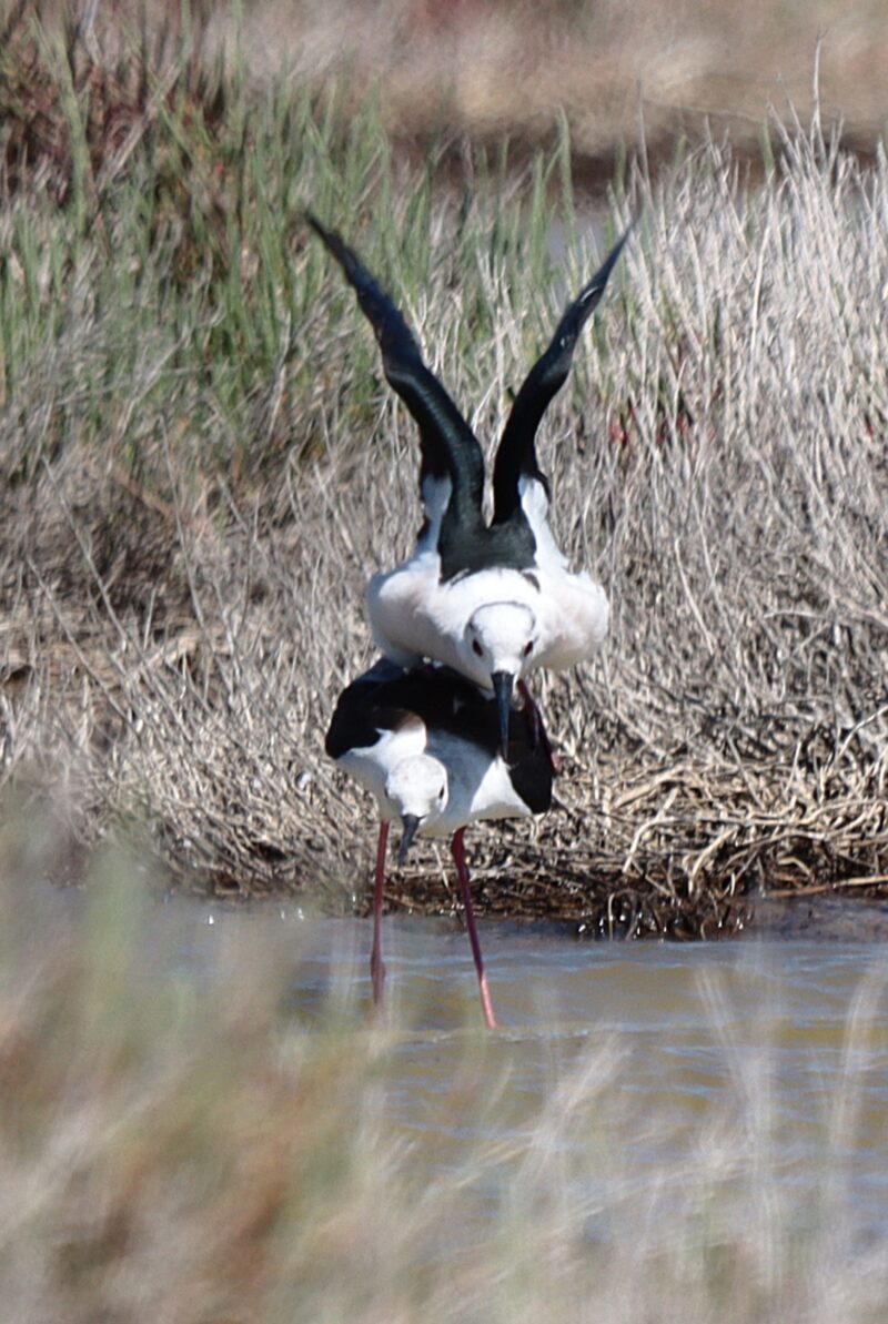 Accouplement d’Échasses blanches