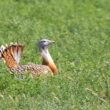 Grande Outarde dans la plaine de Villafáfila