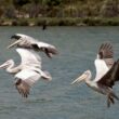 Pélicans gris dans l’Aude