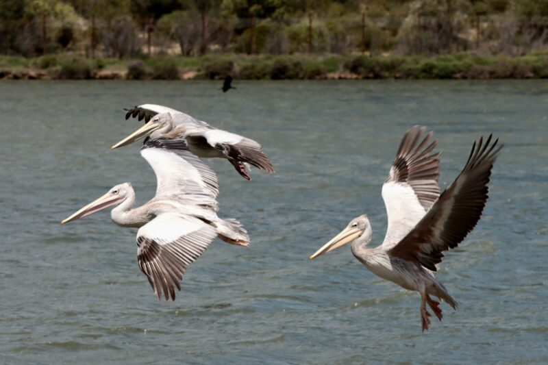 Pélicans gris dans l&rsquo;Aude