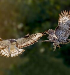Exposition sur les oiseaux de Loire-Atlantique