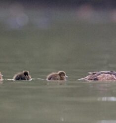 Sortie nature guidée dans la Cité des Oiseaux (annulée)