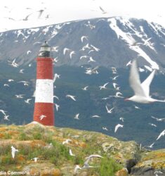 Exposition « Naufrageurs d’oiseaux » et conférences « Phares et Oiseaux » et « Eoliennes et Oiseaux »