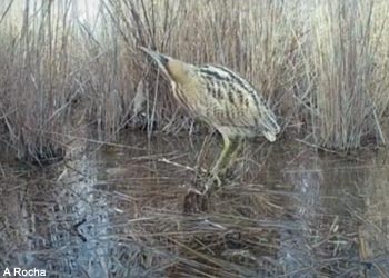 Butor étoilé (Botaurus stellaris) dans la vallée des Baux (Bouches-du-Rhône)
