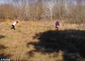 Débroussaillage dans les marais de Baux (Bouches-du-Rhône)