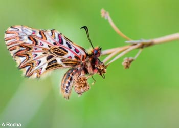 Diane ou Thaïs (Zerynthia polyxena) dans la vallée des Baux (Bouches-du-Rhône)