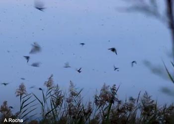 Rassemblement d'Hirondelles rustiques (Hirundo rustica)