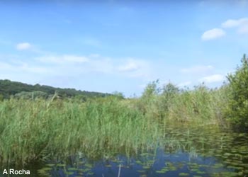 Vue du marais de l'Ilon (Bouches-du-Rhône)