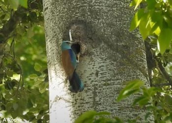 Rollier d'Europe (Coracias garrulus) nicheur dans la vallée des Baux (Bouches-du-Rhône)