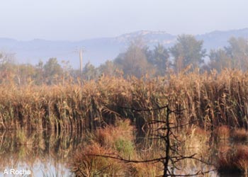 Roselière du marais de l'Ilon (Bouches-du-Rhône)
