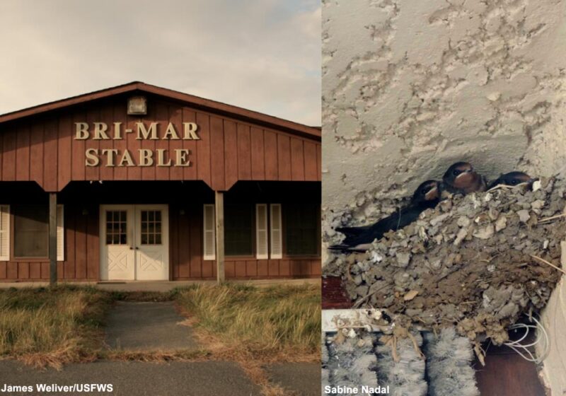 Les leçons du déplacement réussi d’une colonie d’Hirondelles rustiques suite à la démolition d’une écurie