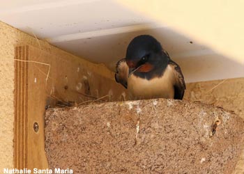 Hirondelle rustique (Hirundo rustica) dans un nichoir en béton de bois en Charente-Maritime