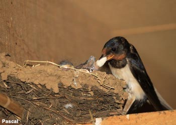 Hirondelle rustique (Hirundo rustica) retirant un sac fécal