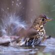 Conseils pour fournir de l’eau aux oiseaux sur les balcons, dans les parcs et les jardins