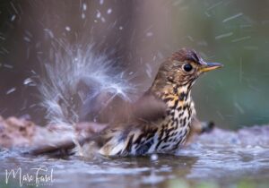Grive musicienne (Turdus philomelos) se rafraîchissant