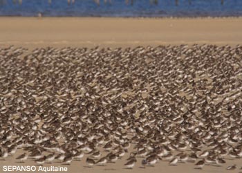 Bécasseaux variables (Calidris alpina)