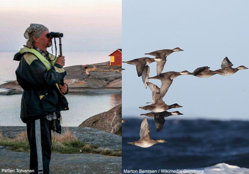 Le bâton finlandais ou « finnstick », un accessoire simple pour observer longuement les oiseaux