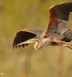 Visite ornithologique guidée de la station de lagunage de Rochefort
