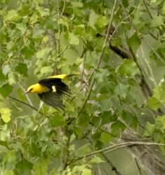 À la découverte des oiseaux du lac de retenue de Mallemort