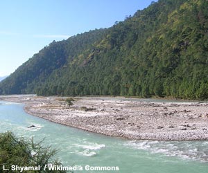 Vue de l'habitat du Héron impérial (Ardea insignis)