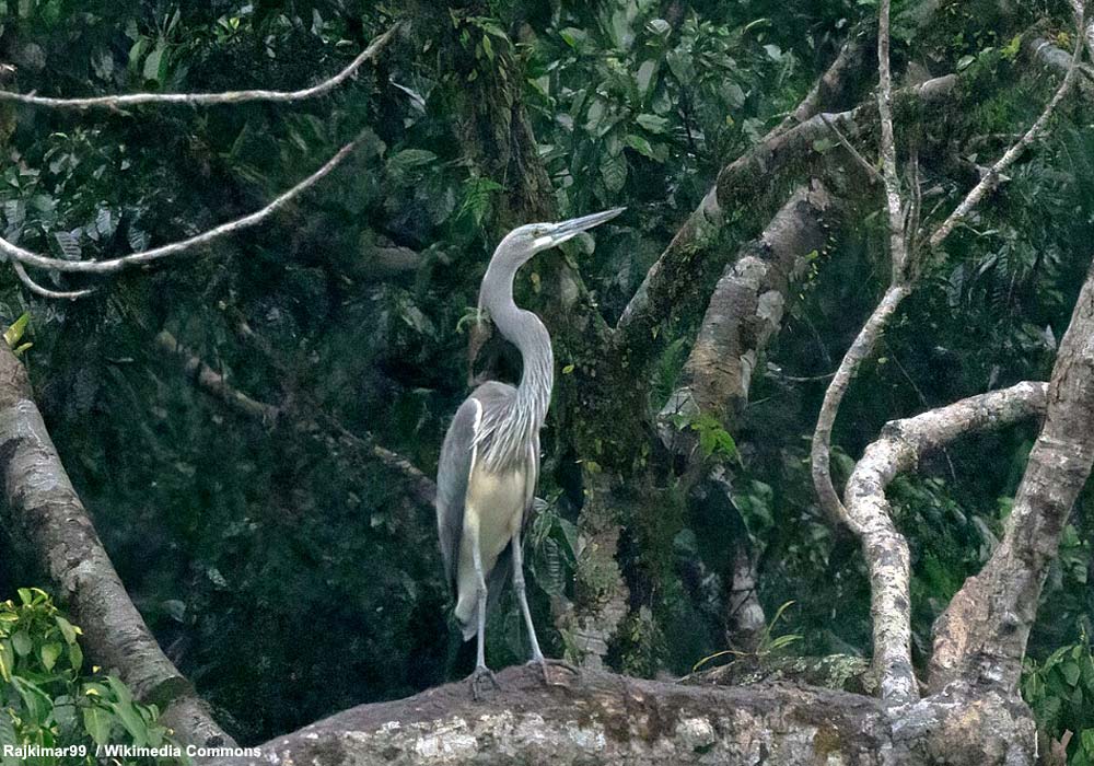 Héron impérial (Ardea insignis) adulte