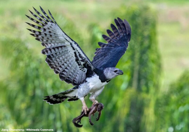Deux observations récentes et encourageantes de jeunes Harpies féroces au Mexique et en Argentine