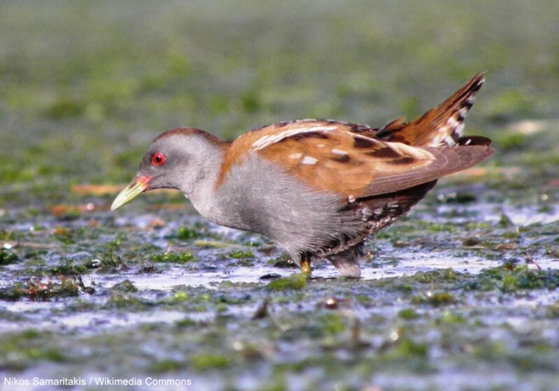 Un afflux sans précédent de Marouettes poussins sur l’île de Malte au printemps 2024